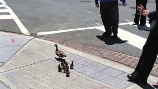 DC ducklings crossing K Street [upl. by Havstad]