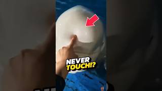 If You See a Dolphin With a Squishy Bump on Its Head RUN IMMEDIATELY 😨 viral shorts [upl. by Aihsit]