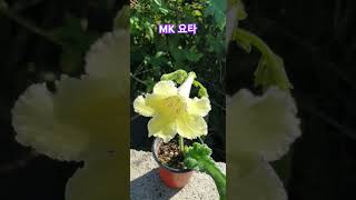 mk요타 스트렙토카르푸스 streptocarpus plants garden flowers [upl. by Yeltnerb966]