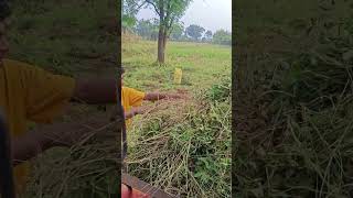 Village life villagelife village villagevlog [upl. by Devad]