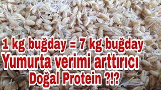 Filizlenmiş buğdayın tavuklara faydası nedir  doğalprotein yumurtaverimiarttırıcı [upl. by Torbert]