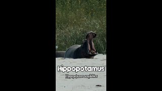 Hippopotamus  One Minute Wildlife Documentary shorts wildlife wildlifephotography wildanimals [upl. by Drhacir]