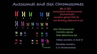 Reading Karyotypes [upl. by Ecertap]