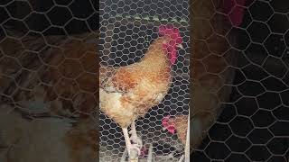 Chicken Farming  Improved Chicken chicken poultry chickenfarming farmer farming farm [upl. by Tellford]