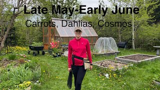 Planting Carrots and Dahlias Pinching Cosmos and Wintersowing Container Update [upl. by Fisher955]