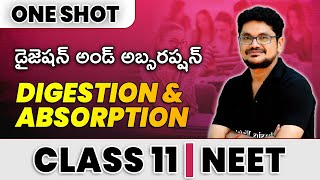 DIGESTION AND ABSORPTION in 1 Shot  All Theories amp PYQs Covered  Class 11  NEET [upl. by Ogren126]