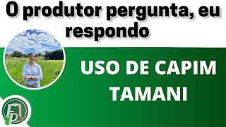 USO DE CAPIM TAMANI o produtor pergunta eu respondo [upl. by Rizzo]