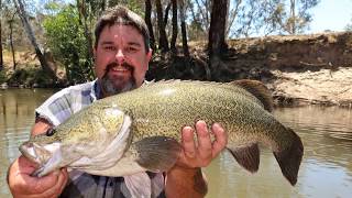 Midday Murray cod mayhem catching big Murray cod in small water [upl. by Olpe29]