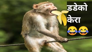 😂 twake production funny comedy video in nepali chhada tiktok dadeko kera lado kera muji 😱 [upl. by Tatiania]