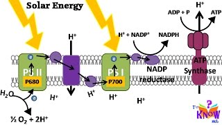 Biology – Photosynthesis Light Reaction How ATP amp NADPH is produced animation in Hindi [upl. by Yaffit]