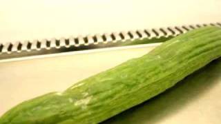 P capsici infects cucumber [upl. by Alyworth]