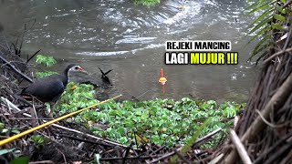 Sulit dipercaya ikan sebanyak ini mancingnya saat air surut SG334 [upl. by Amandi]