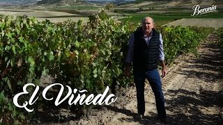 Cómo se elabora el mejor vino tinto  El Viñedo [upl. by Hawkie]