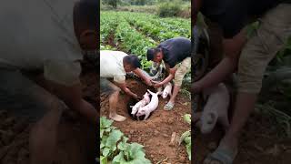 Giant snake eats farmers pigs [upl. by Sabian194]