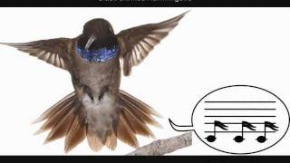 Hummingbirds sing with their tail feathers [upl. by Sonahpets]