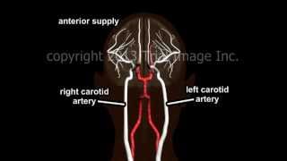 Blood Supply to the Brain  Animation and Narration by Dr Cal Shipley MD [upl. by Saeger]