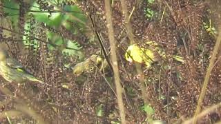 MVI 0063 Yellowbreasted Greenfinches Dehrradun Rajaji Chilla range 171124 [upl. by Paynter381]