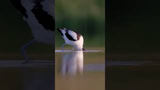 Pied Avocet shorts Birds BirdSounds [upl. by Fitzgerald]