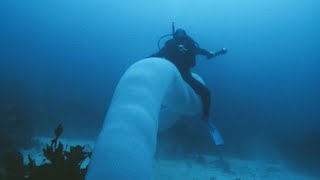 Pyrosome  unusual and glowing colonies in the ocean [upl. by Munford]