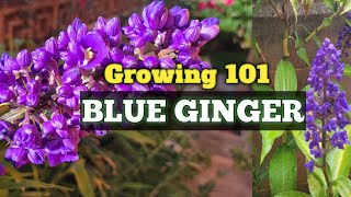 Tropical Garden Tour  How to Grow Blue Ginger Dichorisandra thyrsiflora [upl. by Errecart502]