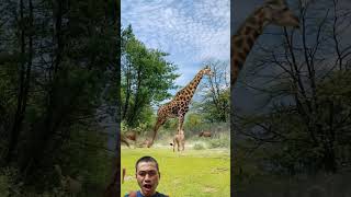 Giraffe kicks lion in animal battle competition funnyvideo animals shorts liondance [upl. by Allys664]