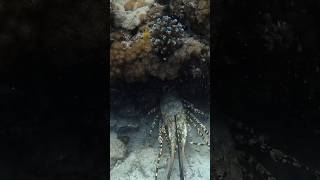 My Biggest Lobster EVER fishing lobster crayfish [upl. by Krischer]