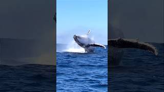 Humpback Whale Megaptera Novaeangliae Breaching Alaska USA shorts nature whale [upl. by Aney]