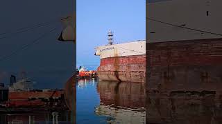 Heron in flight ship maritime shipping docking heron bird [upl. by Joshia866]