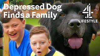 Abandoned Newfoundland Finds a New Forever Home  The Dog House  Channel 4 [upl. by Erialcyram838]