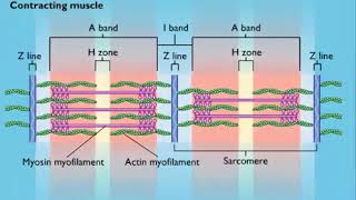 Sarcomere Contraction [upl. by Mimajneb]