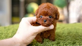 10 Dog Breeds That Have The Cutest Puppies [upl. by Lertnek]