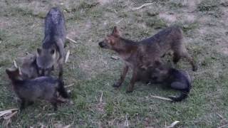 Family life  Crabeating foxes at Pousada Piuval [upl. by Moseley]