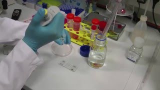 How to do a proper cell culture quick check [upl. by Erelia]