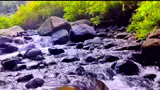 Relaxing sounds of mountain water beautiful birds singing asmr boyfriend [upl. by Oilenroc]