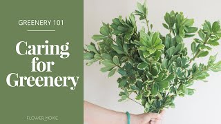 Wedding Greenery 101  How to care for your wedding foliage [upl. by Airamalegna]