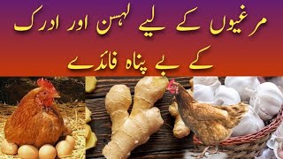 Benefits Of Garlic and Ginger For Hens In Winter  How We Use Garlic as a Antibacterial For Hens [upl. by Bourgeois]