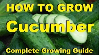 How to Grow Cucumbers  Complete Growing Guide [upl. by Bank603]