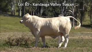 Lot 85 Kandanga Valley Tuscan  Charbray  Sells 3rd August 2024 [upl. by Silisav747]