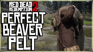 HOW TO GET A PERFECT BEAVER PELT  RED DEAD REDEMPTION 2 PRISTINE BEAVER HUNT [upl. by Eneleoj]