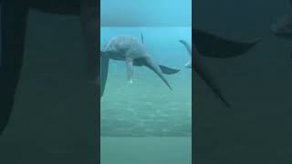 Pliosaurus Vs Plesiosaurs dinosaur shorts [upl. by Fabe]