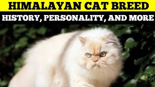 HIMALAYAN CATS UNVEILED Discover Their History Personality and More [upl. by Stacia]