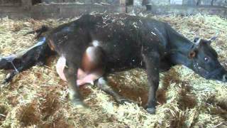 Jersey Cow Giving Birth Pt 2 [upl. by Oker]