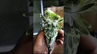 BUDGERIGAR  budgies budgerigar subscribe shortsfeed youtubeshorts birds [upl. by Nissy]