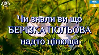 Чи знали ви що БЕРІЗКА ПОЛЬОВА надто цілюща [upl. by Ialocin]