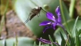 Nature of the Hoverfly and Butterfly  David Attenborough  BBC Studios [upl. by Hiroko]