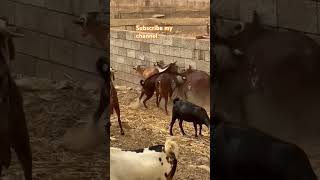 watch arabian Goat fighting animalsgoatfightingshort720PHD song love Sk90 [upl. by Ahsikym]