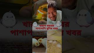 Ki Kore Pakhir Dim Check Korben  Kharap Khoborer Majhe Ekta Good News birds shorts minivlog [upl. by Akiram]