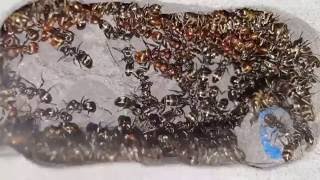 Polyergus rufescens  Formica fusca slaves  Nest overview [upl. by Wun278]