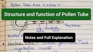 Structure and Function of Pollen Tube  Four Zones  Pollen Tube functions notes pollentube yt [upl. by Orferd]