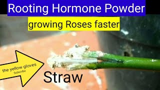 How to use Rooting Hormone powder  Rose Propagation [upl. by Adian]